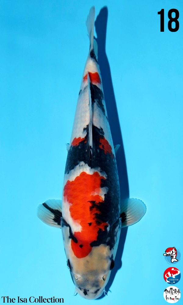 High Quality Japanese Koi - $901 & Up | Genki Koi - Genkikoi