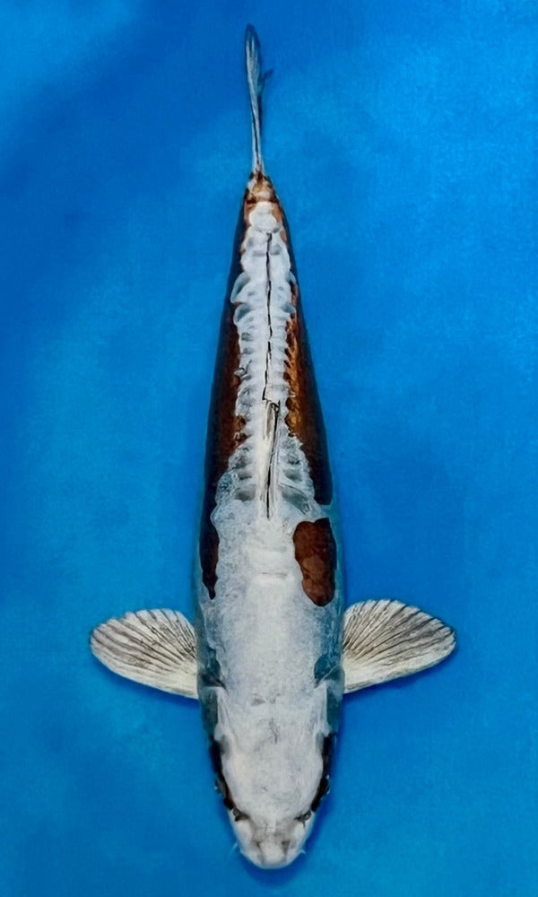 (T01) 24" Tani Doitsu Kogane Ochiba