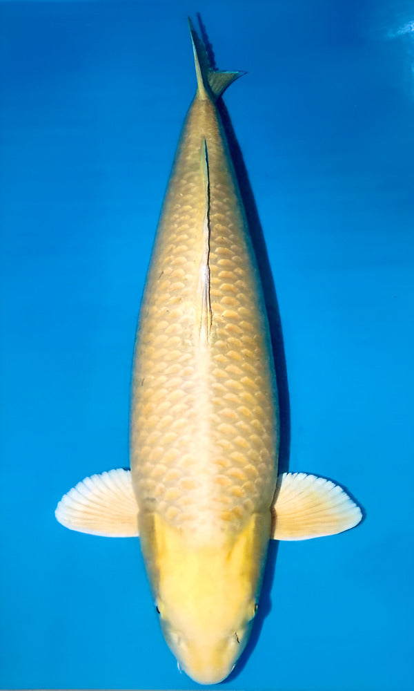 Premium Koi: 34-35