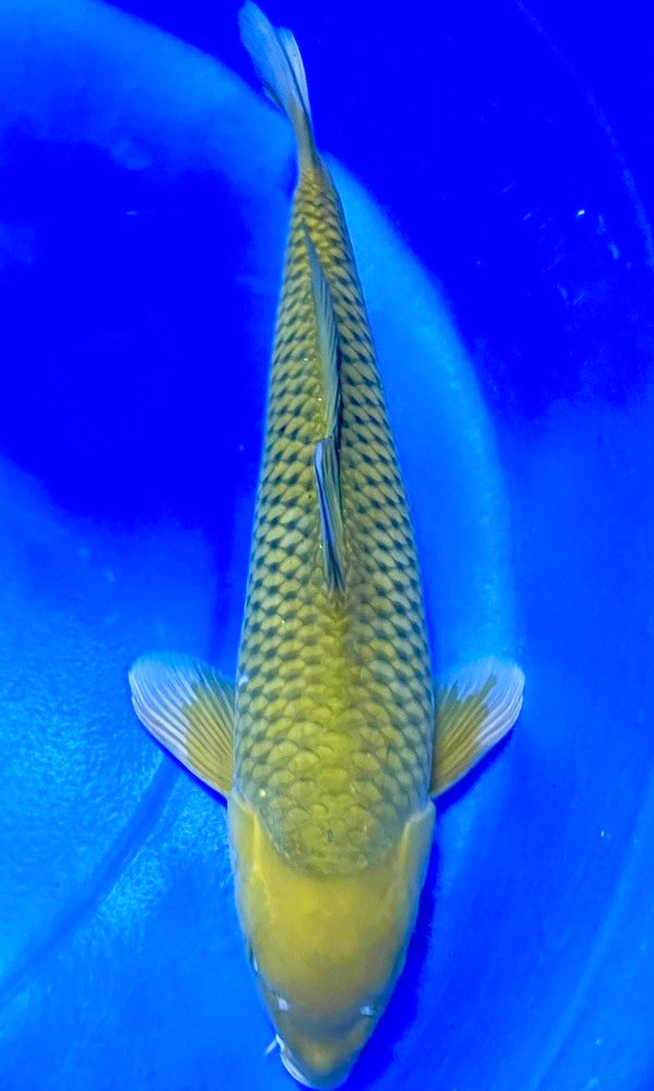 (O49) 23" Omosako Green Chagoi