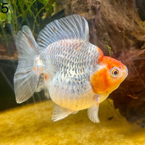 (GF05) TL 4.5-5" Thai Ryukin Goldfish