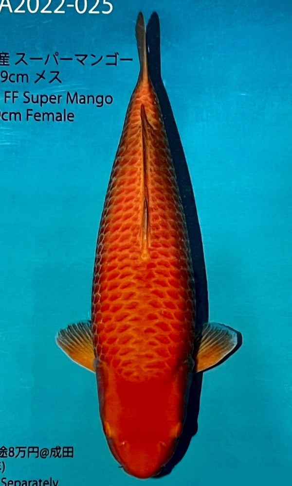 S06) 30