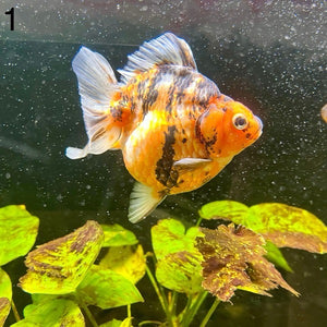 (GF01) TL 4.5-5" Thai Ryukin Goldfish