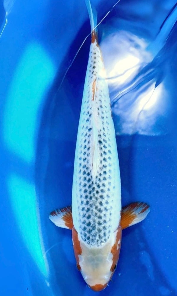 Koi Variety: Asagi | Genki Koi - Genkikoi