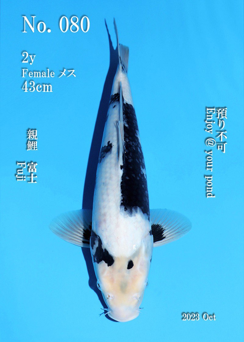 (O35) 17" Omosako Shiro Utsuri