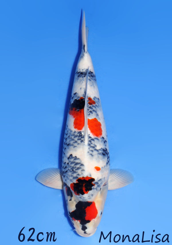 D09) 25