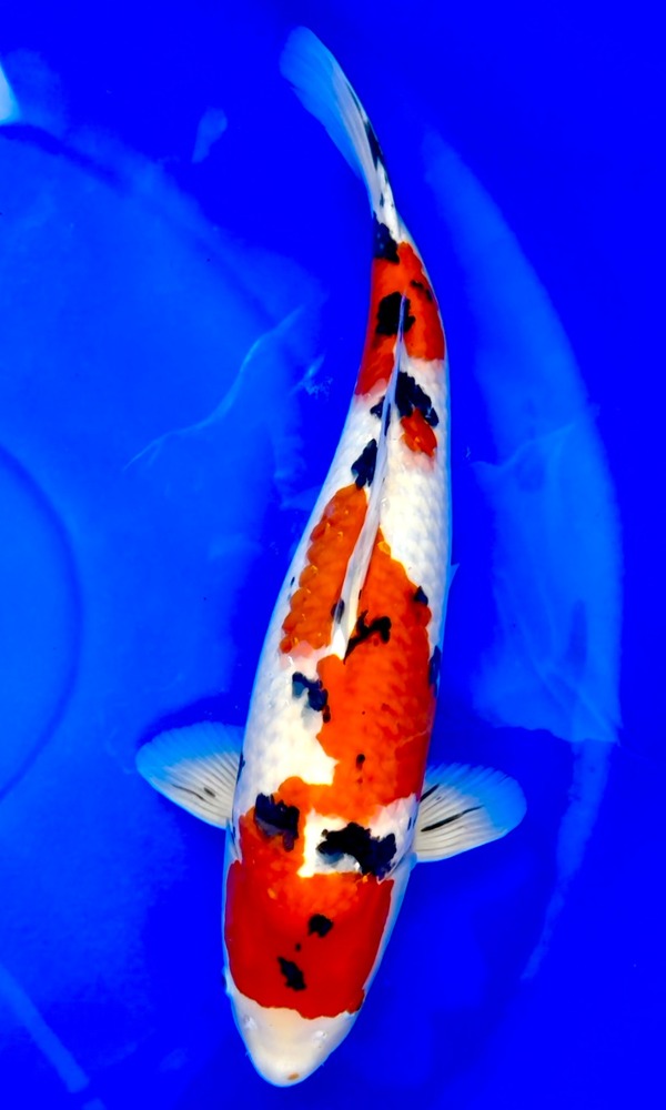 Koi Fish: 26