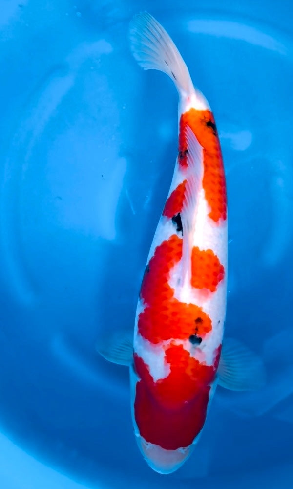 DoMeGe　koi-hotaru fusion Niigata Koi Breeder: Himitsu | Genki Koi - Genkikoi