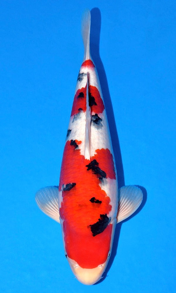 Koi Fish: 21.5