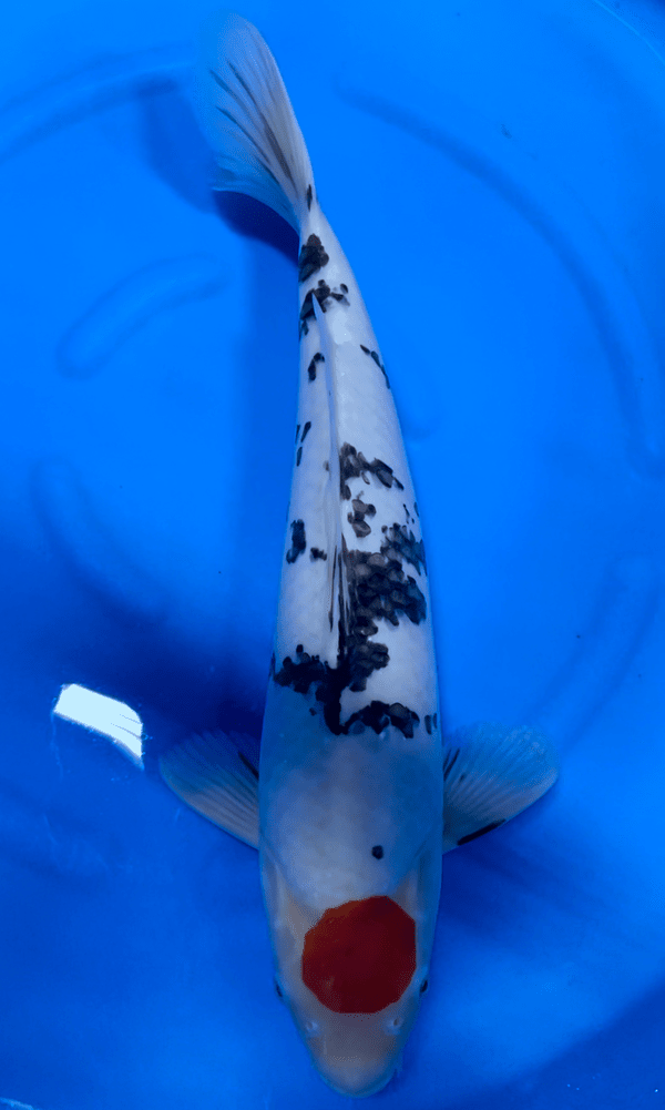 さかな 9/1 81555-52D50 (81555)リヤコンビネーションランプ ソケット