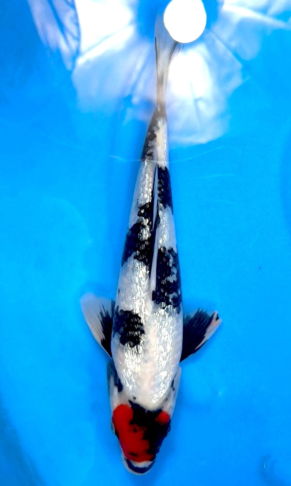 Koi Fish: 12