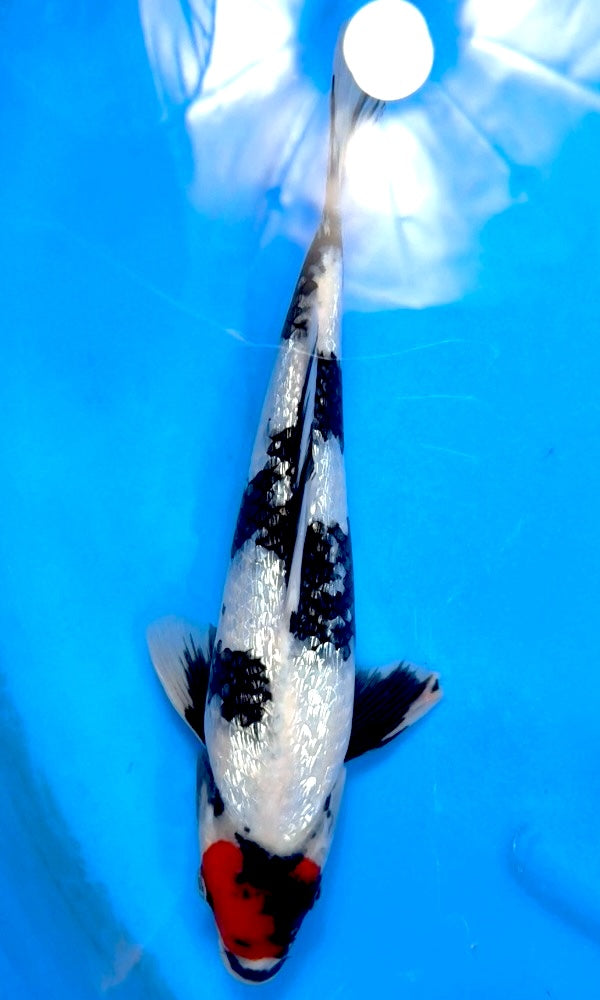 Koi Fish: 12