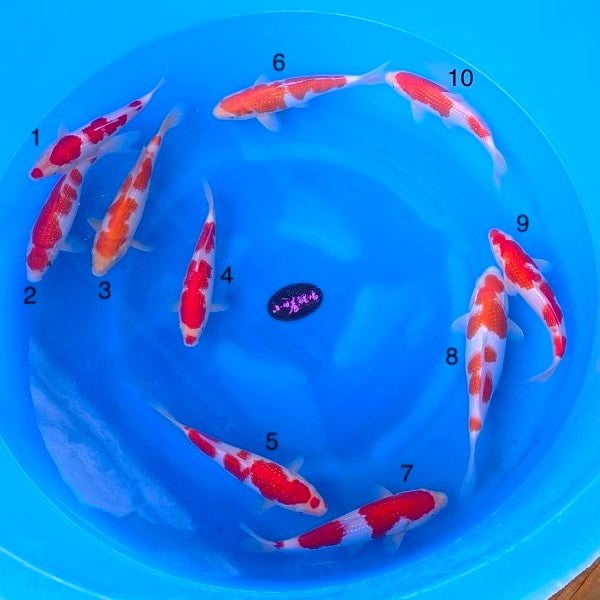 Koi Variety: Kohaku | Genki Koi - Genkikoi