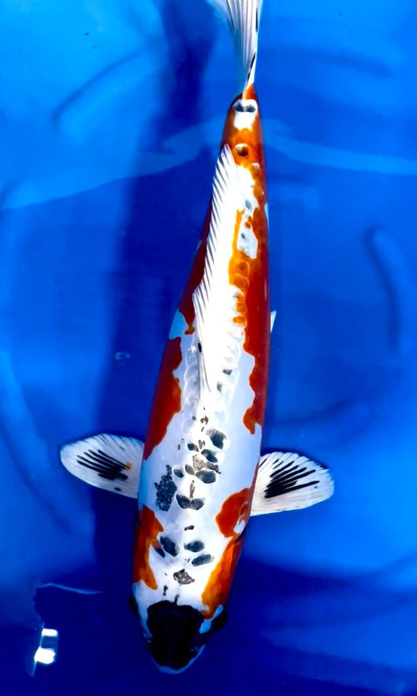 (T02) 20" Tani Beni Kikokuryu