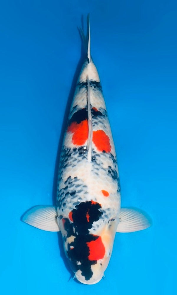 Koiページ D09) 25