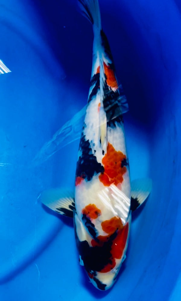 D24) 