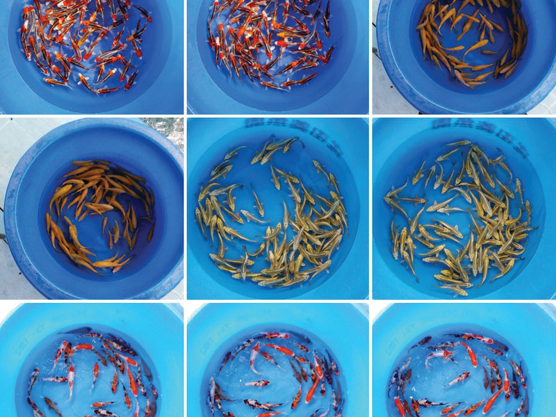 JAPAN KOI SHIPMENT 7/18