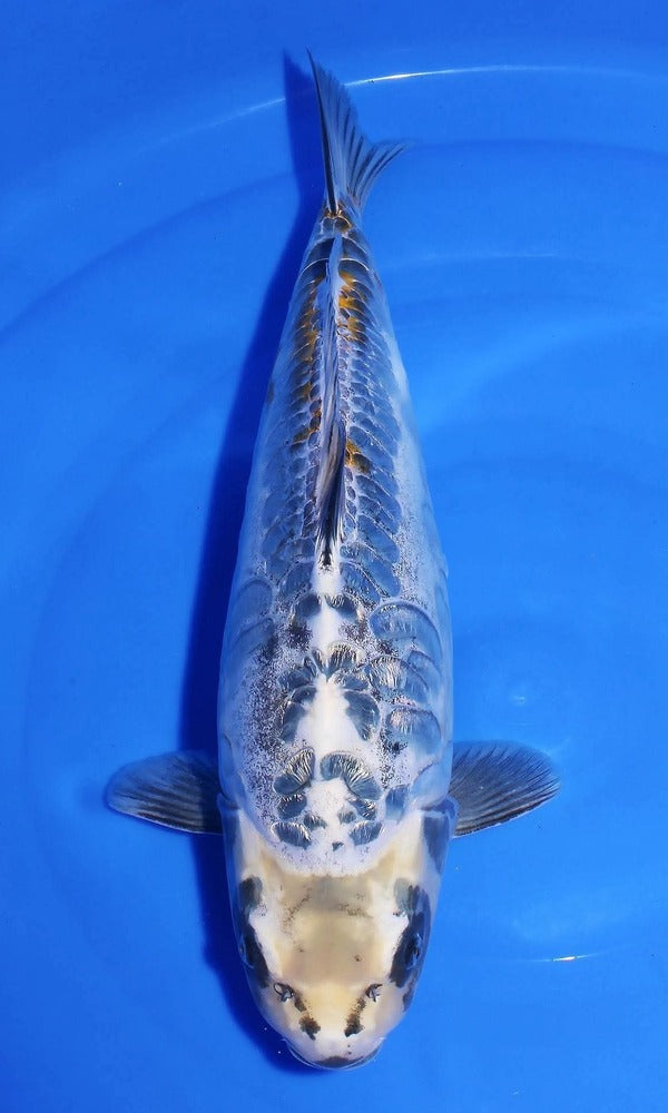 (SEN03) 18-19" Marusen Aragoke (Silver Dragon)