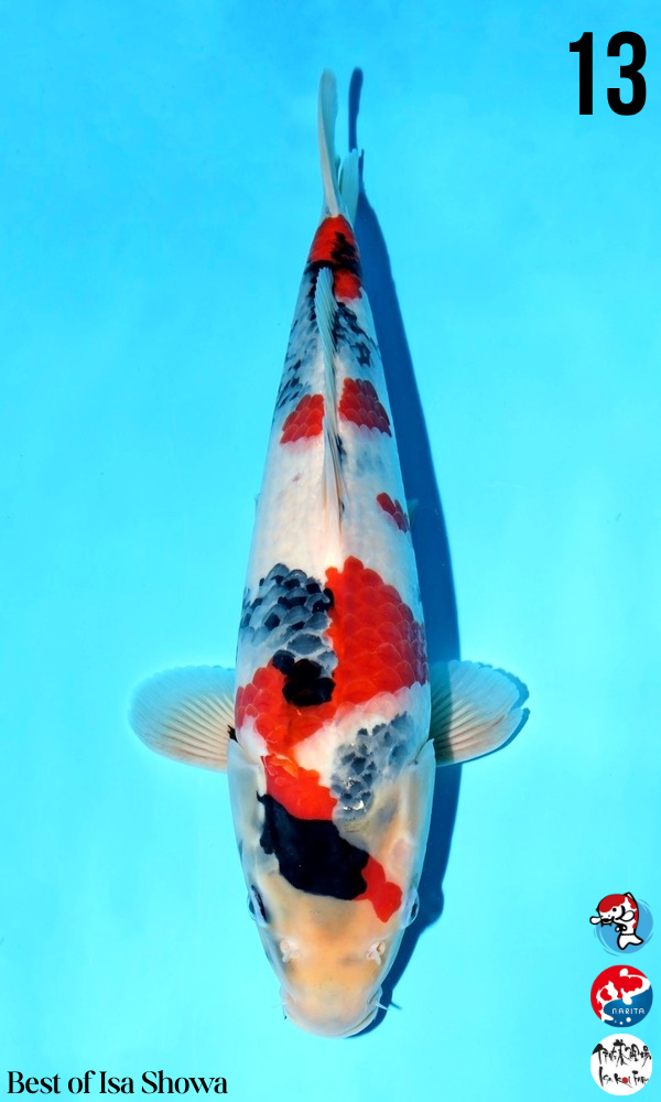 High Quality Japanese Koi - $601 - $900 | Genki Koi - Genkikoi