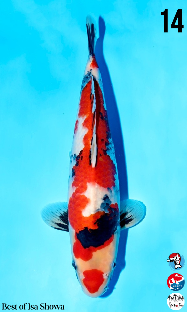 High Quality Japanese Koi - $601 - $900 | Genki Koi - Genkikoi