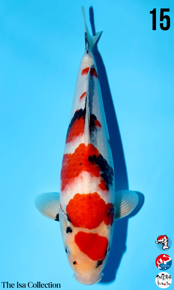 Premium Japanese Koi Fish for Sale – Live Arrival & Next Day Delivery ...