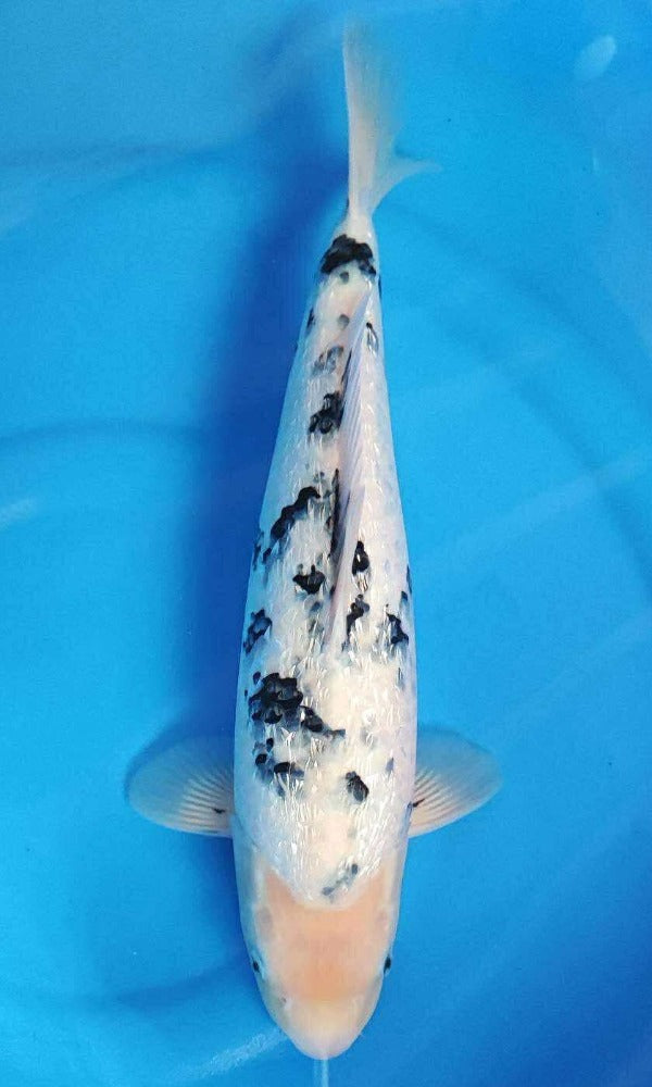 (YA3) 18” Yamaguchi Ginrin Shiro Bekko