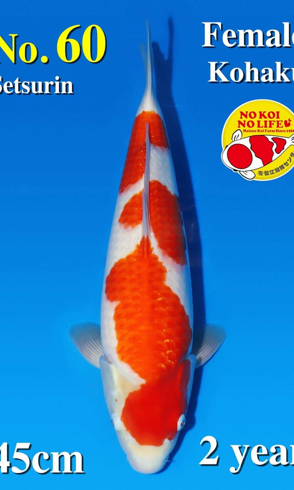 (MAT02) *Show Grade* 17.5" Matsue Kohaku