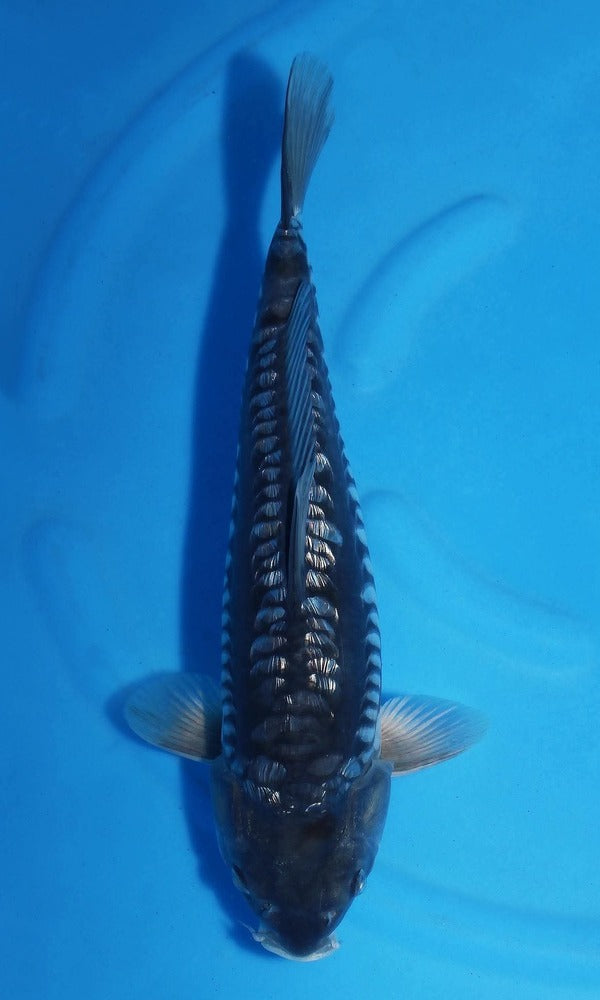 (TAK06) 15-16" Takatatsu Aragoke Doitsu Ginrin Black Diamond