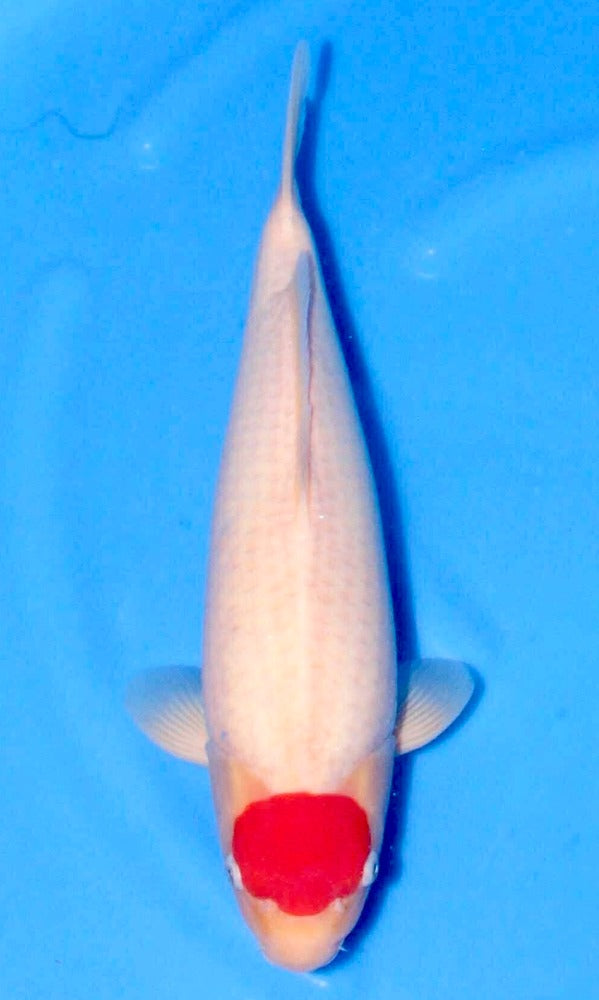 (SA34) 19” Saito Tancho Kohaku | Azukari Koi