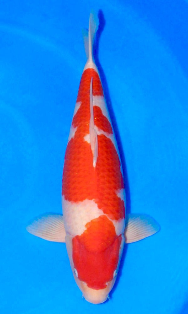 (SA33) 25.5” Saito Kohaku