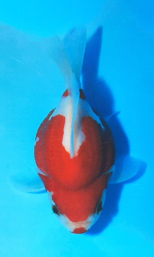 (G18) 4" TL Japanese Tamasaba | Highest Quality