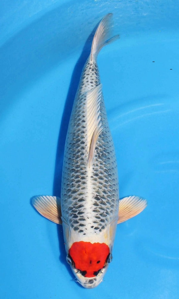 (SA58) *Limited Quanity* 16.5+" Saito Tancho Kujaku
