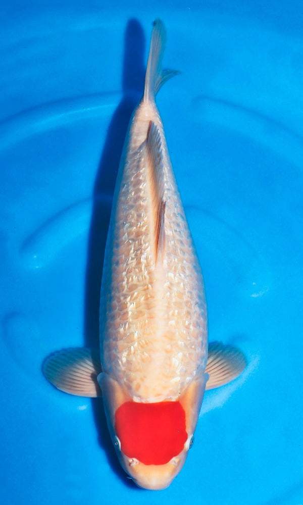 (SAKA9) 18" Sakamaki Ginrin Tancho Kohaku