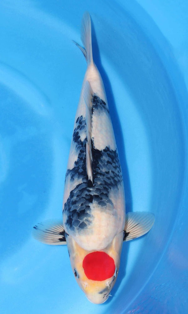 (SE09) 17" Sekiguchi Tancho Showa