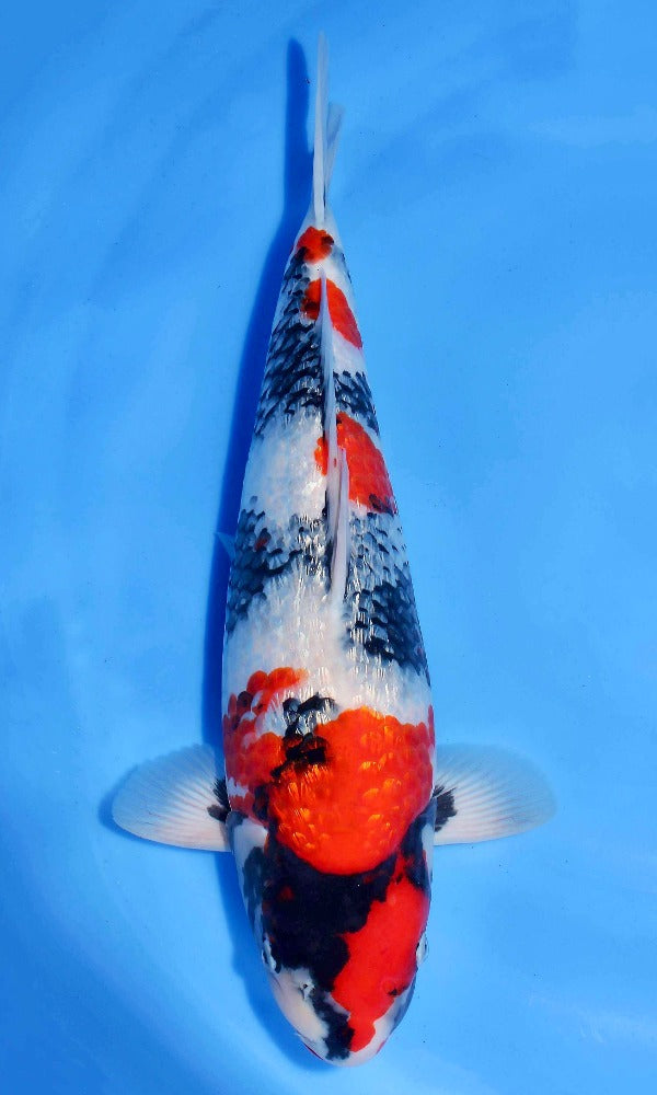 (H08) 18” Hiroi Ginrin Showa