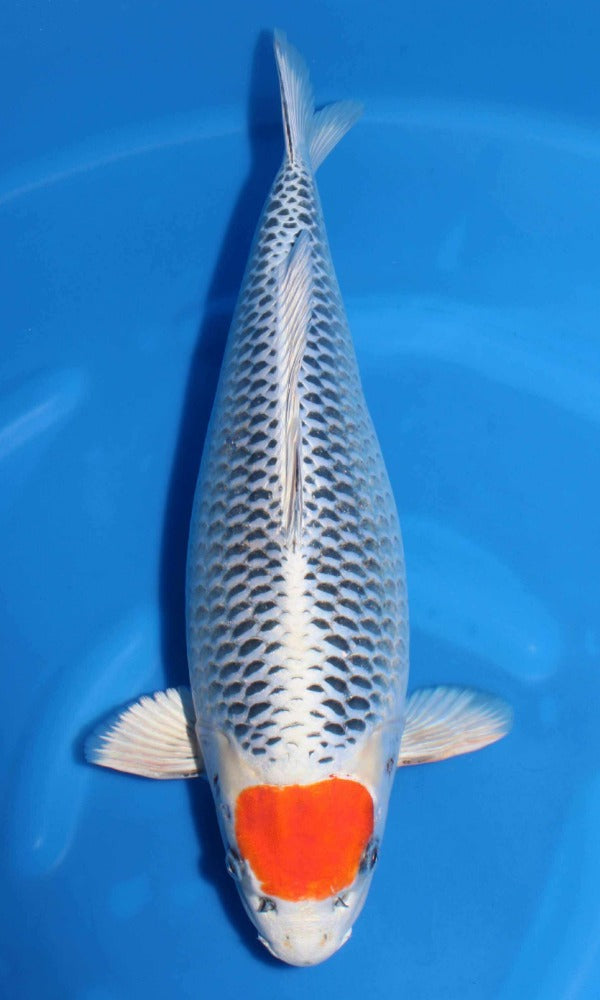 (SA32) 20” Saito Tancho Kujaku