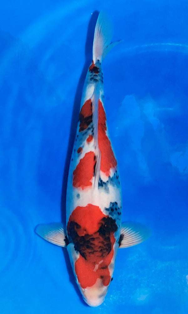 Niigata Breeder: Sekiguchi - Genkikoi
