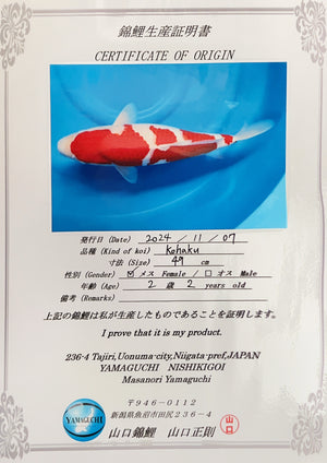 (YA2) 20+" Yamaguchi Kohaku