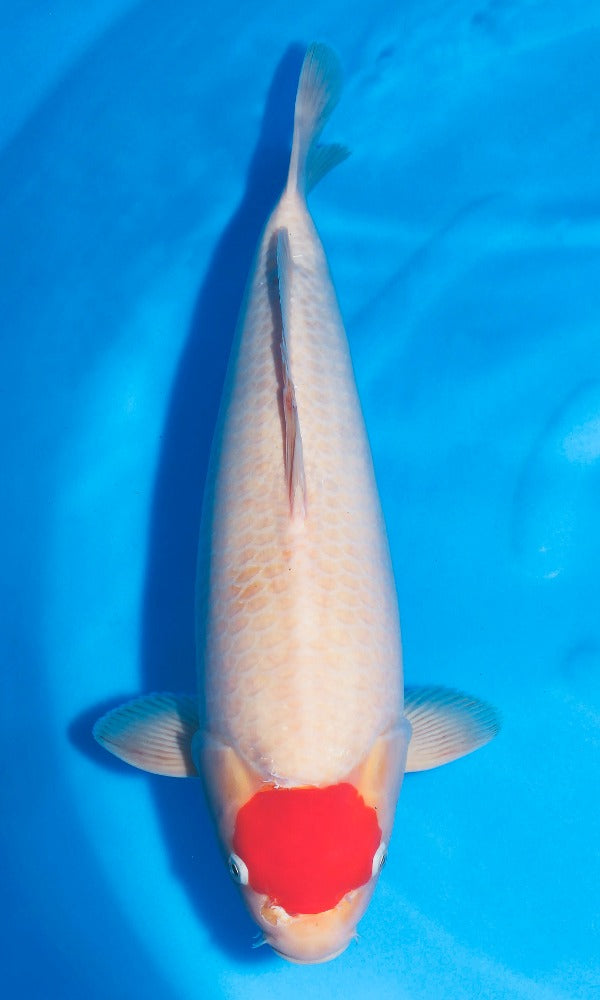 (SAKA8) 18" Sakamaki Tancho Kohaku