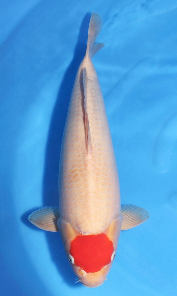 (SAKA8) 18" Sakamaki Tancho