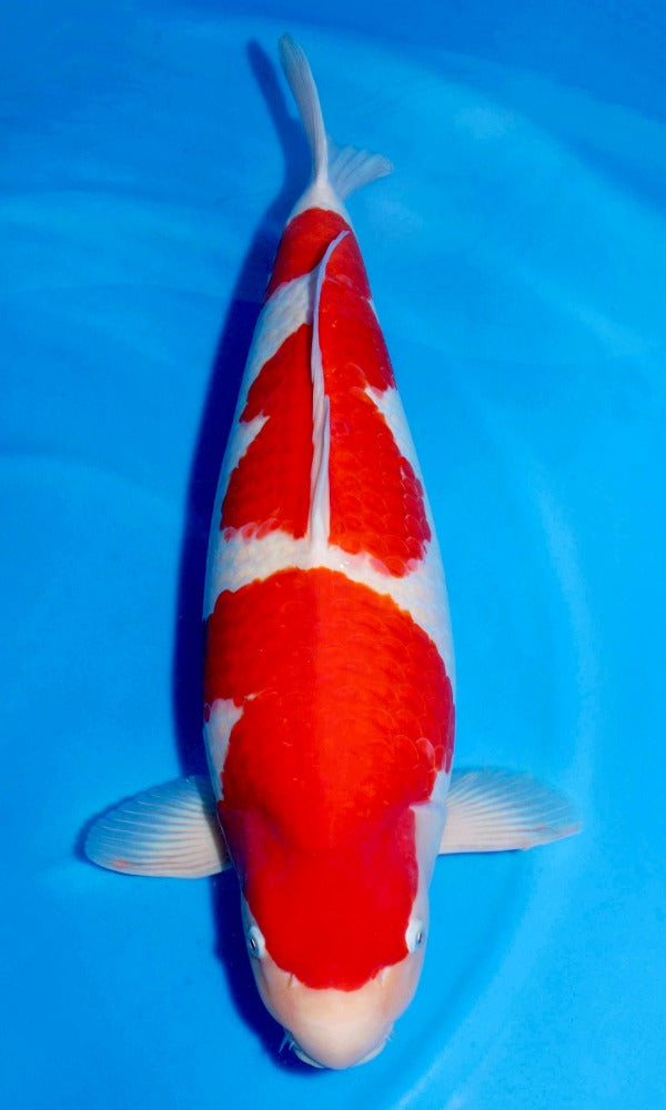(SAKA13) 26” Sakamaki Kohaku | Azukari Koi