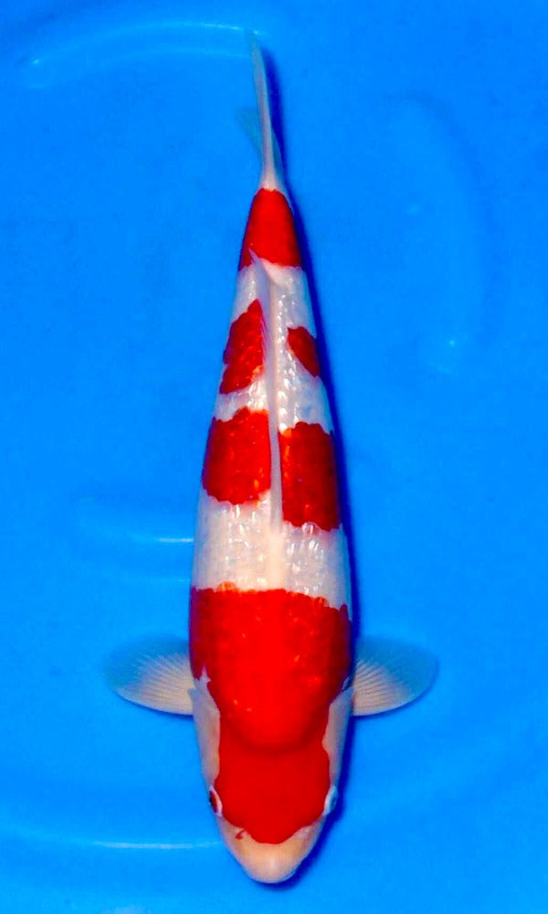 (SA31) 16” Saito Ginrin Kohaku