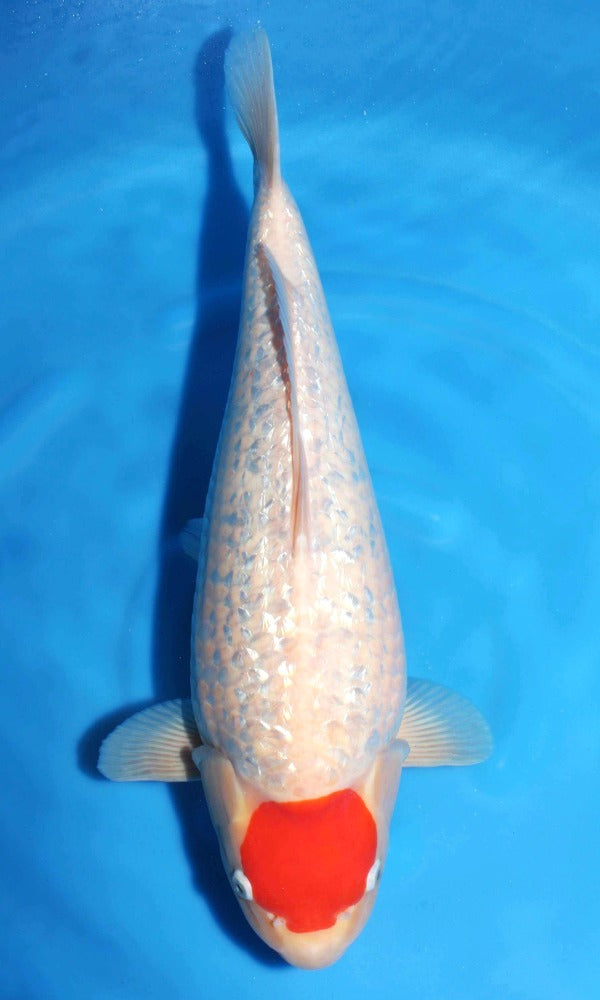 (TO1) 18.5” Torazo Ginrin Tancho Kohaku