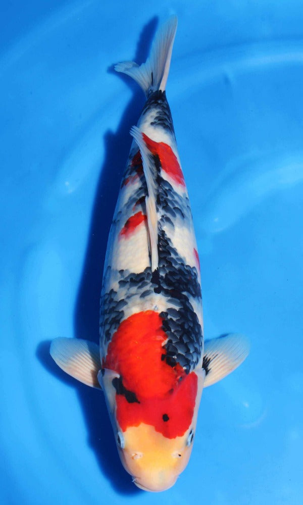 (SE07) 19” Sekiguchi Showa