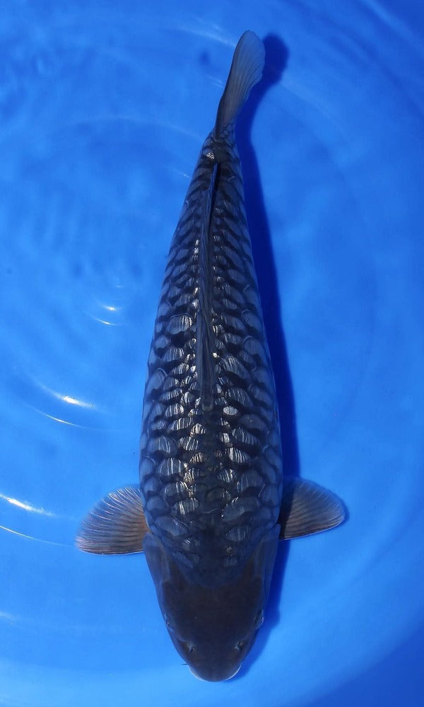 (SEN02) 18-19" Marusen Aragoke (Black Diamond)