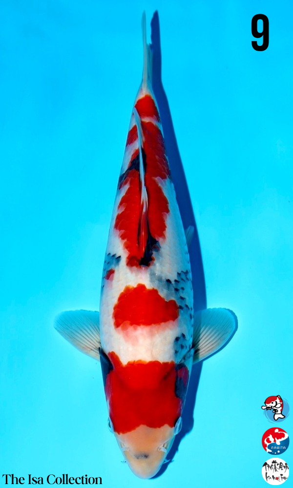 The ISA Collection (Female) | Genki Koi - Genkikoi