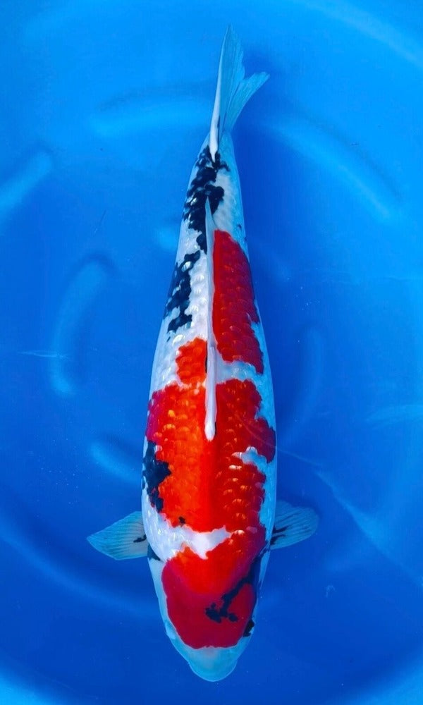 (SUD01) *Tategoi* 26” Suda Ginrin Showa