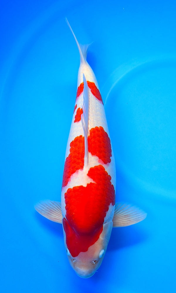 (SA61) *Tategoi* 18.5” Saito Kohaku