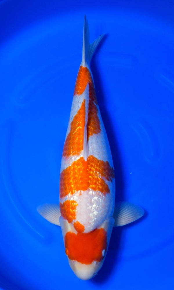 (K115) 23” Koda Ginrin Kohaku “Kashiramawari”
