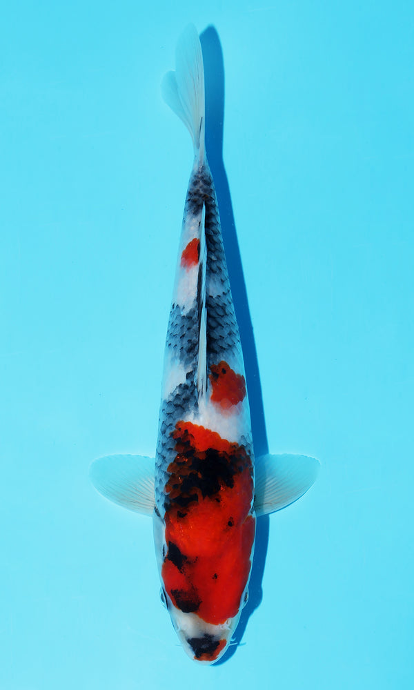 (D34) *HQ* 10" Dainichi Showa